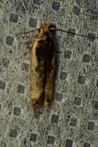 <i>Cosmardia moritzella</i>