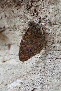 <i>Lasiommata megera</i>