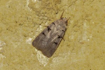 <i>Eugnorisma glareosa</i>