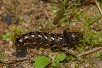 <i>Acronicta rumicis</i>