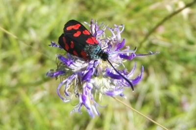 <i>Zygaena filipendulae</i>