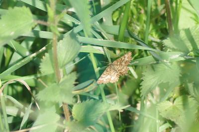 <i>Ematurga atomaria</i>