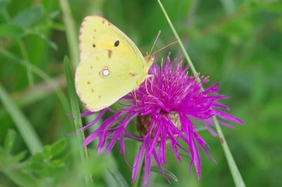 <i>Colias crocea</i>
