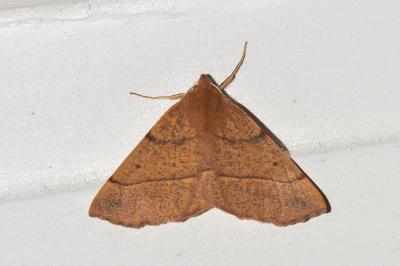 <i>Colotois pennaria</i>