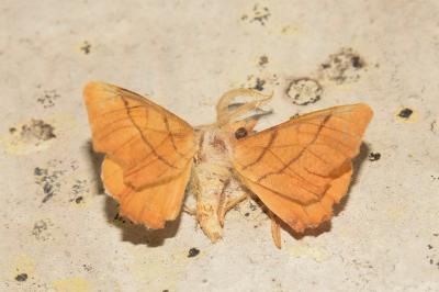 <i>Ennomos erosaria</i>