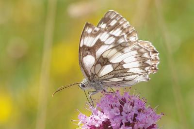 <i>Melanargia galathea</i>