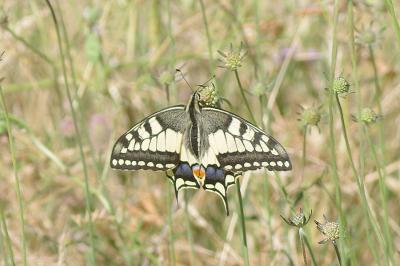 <i>Papilio machaon</i>