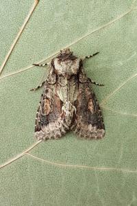 <i>Allophyes oxyacanthae</i>