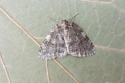 <i>Epirrita</i>
