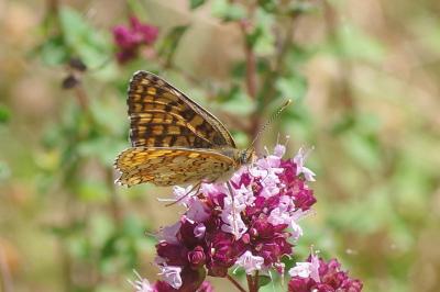 <i>Melitaea phoebe</i>