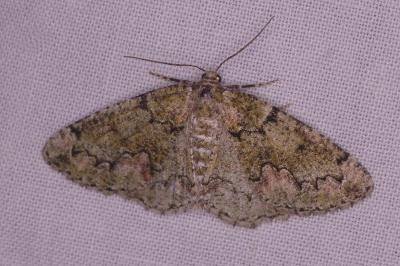 <i>Cleorodes lichenaria</i>