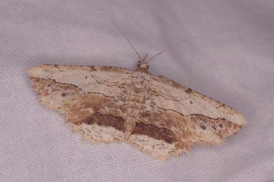 <i>Menophra abruptaria</i>