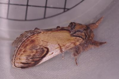 <i>Notodonta ziczac</i>