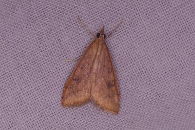 <i>Udea ferrugalis</i>