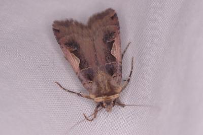 <i>Xestia c-nigrum</i>