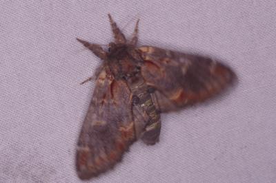 <i>Notodonta dromedarius</i>