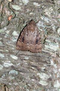 <i>Amphipyra pyramidea</i>