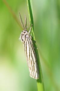<i>Spiris striata</i>