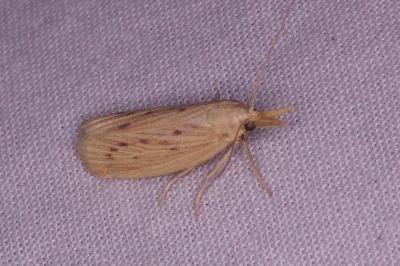 <i>Ematheudes punctella</i>
