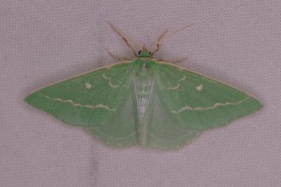 <i>Thetidia smaragdaria</i>