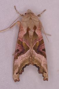 <i>Phlogophora meticulosa</i>