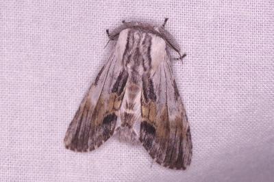 <i>Harpyia milhauseri</i>