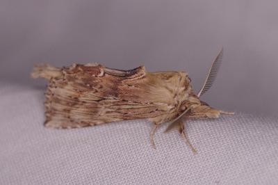 <i>Pterostoma palpina</i>