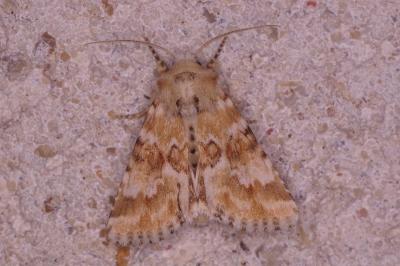 <i>Eremobia ochroleuca</i>