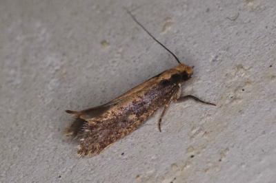 <i>Monopis</i>