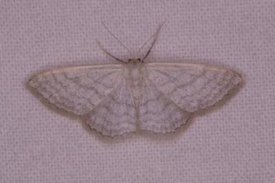 <i>Idaea subsericeata</i>