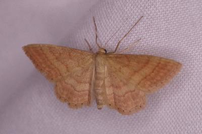 <i>Idaea ochrata</i>