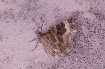 <i>Epirrhoe alternata</i>