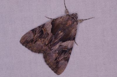 <i>Catocala fulminea</i>