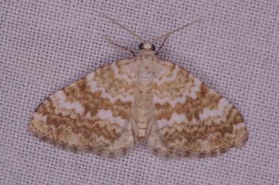 <i>Perizoma flavofasciata</i>