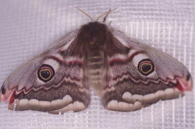 <i>Saturnia pavonia</i>