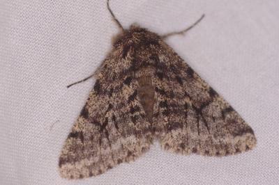 <i>Lycia hirtaria</i>