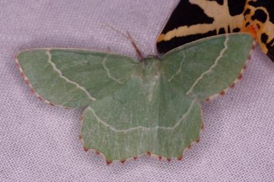 <i>Thalera fimbrialis</i>