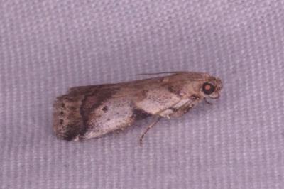 <i>Acrobasis fallouella/glaucella</i>