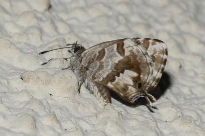 <i>Cacyreus marshalli</i>