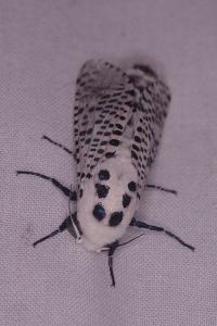 <i>Zeuzera pyrina</i>