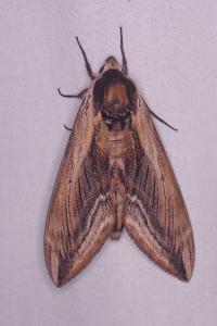 <i>Sphinx ligustri</i>