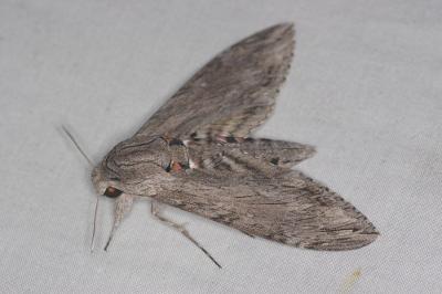 <i>Agrius convolvuli</i>