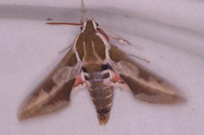 <i>Hyles euphorbiae</i>