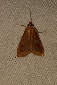<i>Udea ferrugalis</i>