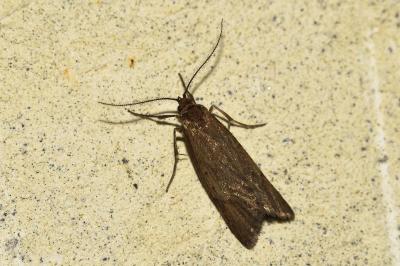 <i>Diurnea lipsiella</i>