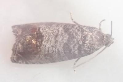 <i>Cydia pomonella</i>