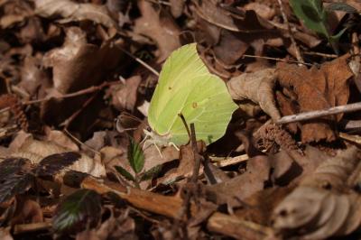 <i>Gonepteryx rhamni</i>