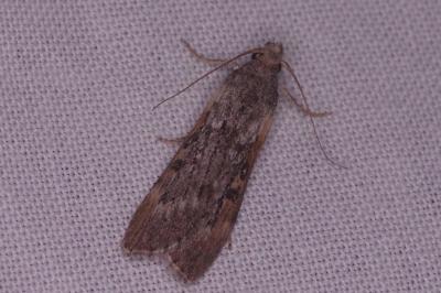 <i>Lamoria</i>