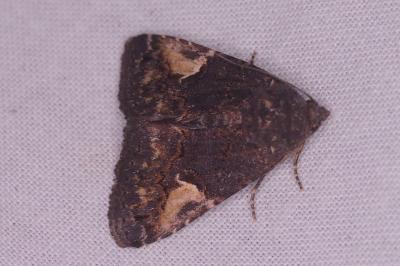 <i>Aedia funesta</i>