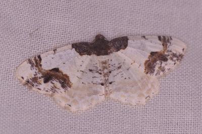 <i>Ligdia adustata</i>